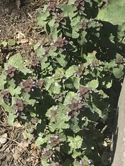Lamium purpureum