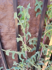 Lactuca serriola