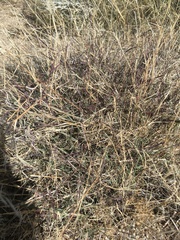 Muhlenbergia porteri