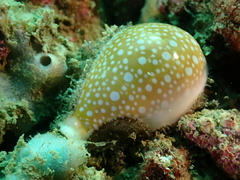 Naria miliaris