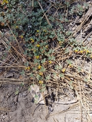 Acmispon decumbens davidsonii