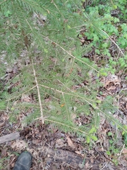 Picea abies