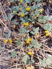 Acmispon decumbens davidsonii