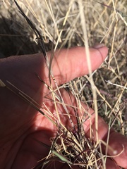 Muhlenbergia porteri