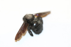 Xylocopa griswoldi
