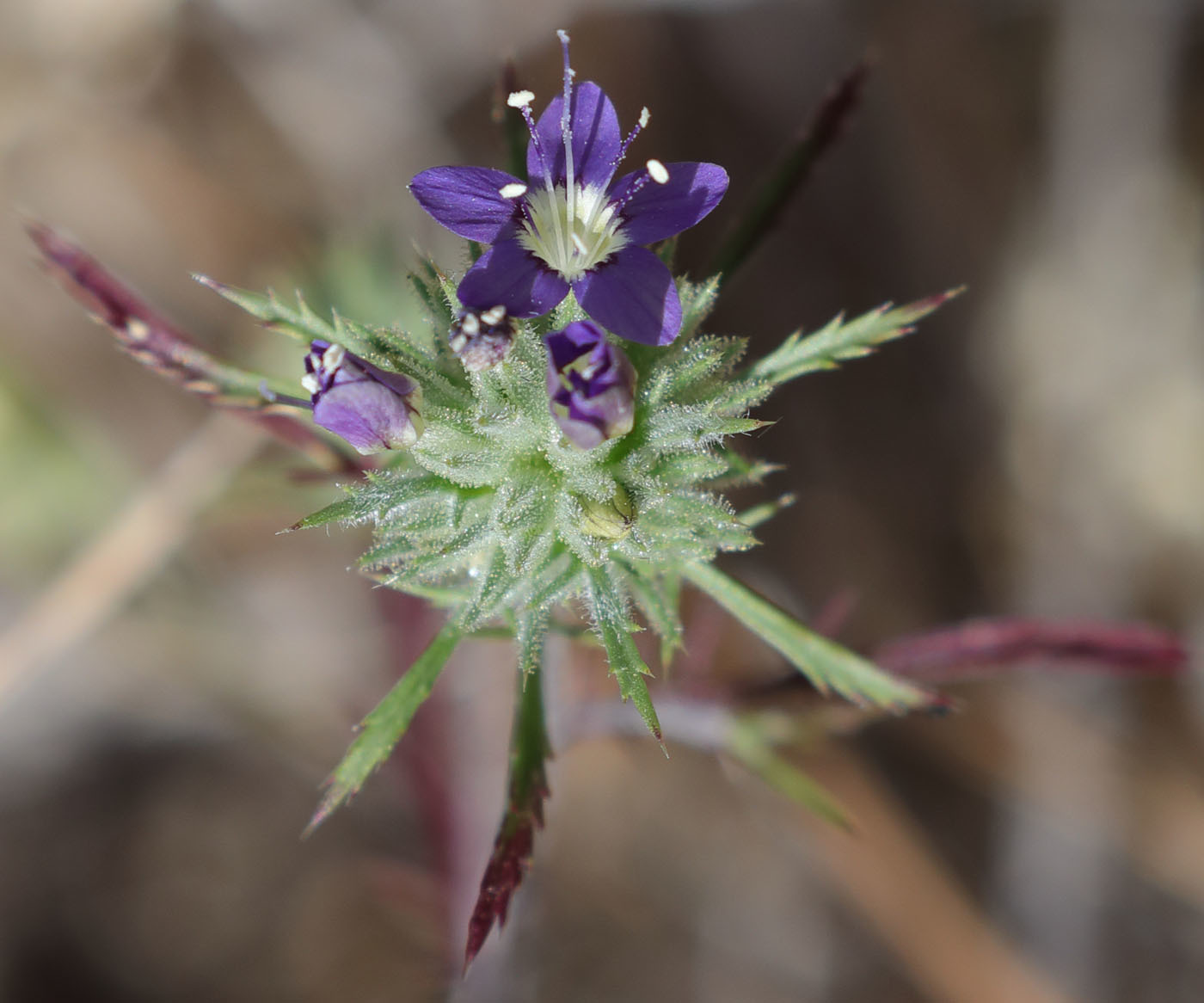 Navarretia mitracarpa