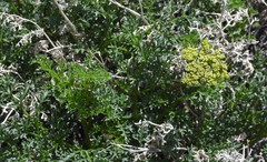 Lomatium grayi