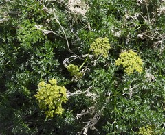 Lomatium grayi