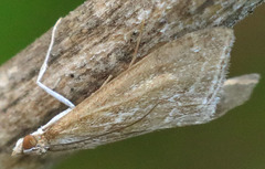 Pyrausta napaealis