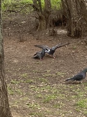 Columba livia domestica