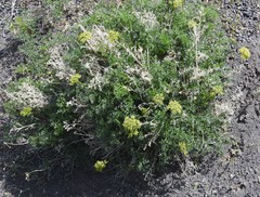 Lomatium grayi