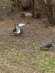 Columba livia domestica