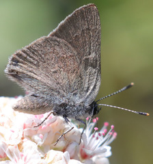 Satyrium tetra