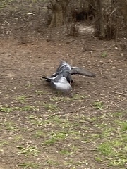 Columba livia domestica