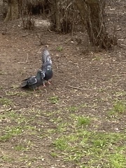Columba livia domestica
