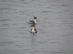 Podiceps occipitalis