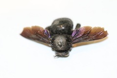 Xylocopa griswoldi