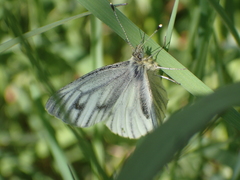 Pieris napi