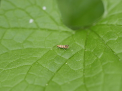 Cameraria ohridella