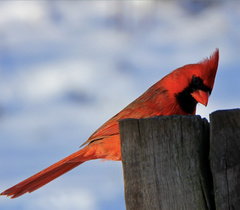 Cardinalis cardinalis