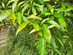 Machilus japonica