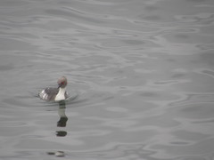 Podiceps occipitalis