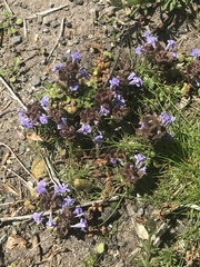 Glechoma hederacea