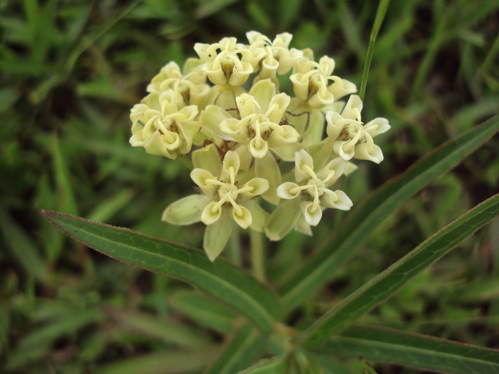Asclepias mellodora