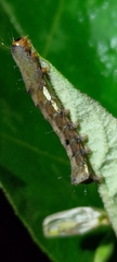 Tiracola aureata