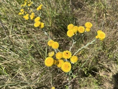 Helichrysum decorum