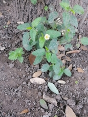 Rhynchosida physocalyx