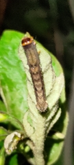 Tiracola aureata