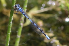 Enallagma annexum
