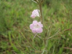 Agalinis communis