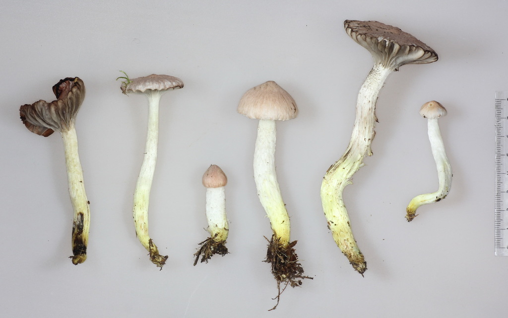 Gomphidius flavipes