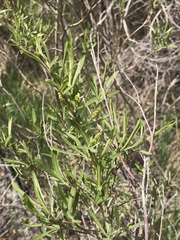 Salix exigua