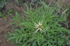 Centaurea iberica
