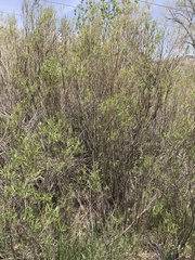 Salix exigua