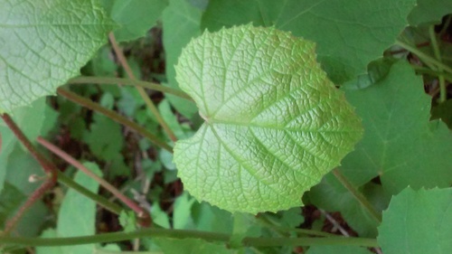 photo of Cordate Flapwort (Jungermannia exsertifolia cordifolia)