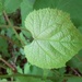 photo of Cordate Flapwort (Jungermannia exsertifolia cordifolia)