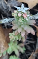 Sedum potosinum