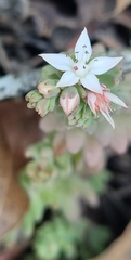 Sedum potosinum