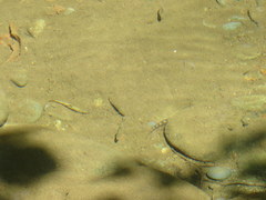 Etheostoma flabellare