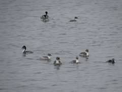 Podiceps occipitalis