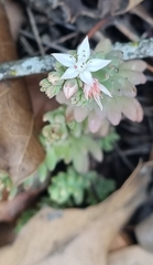Sedum potosinum