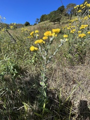 Helichrysum decorum