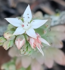 Sedum potosinum