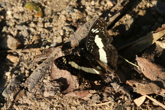 Euptera