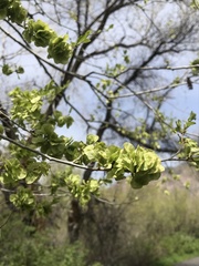 Ulmus pumila