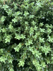 Buxus microphylla
